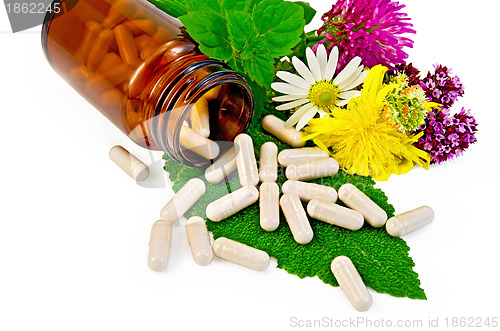 Image of Capsules beige on sage leaf with flowers