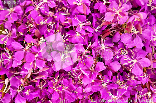 Image of The texture of the fireweed