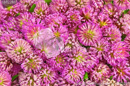 Image of The texture of the pink clover