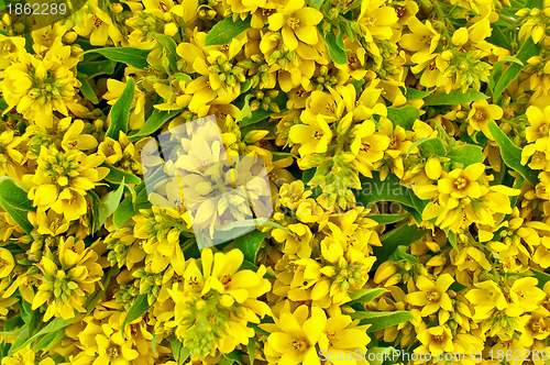 Image of The texture of yellow flowers and green leaves