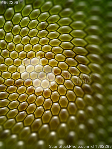 Image of honey background
