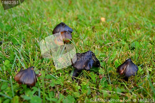 Image of black mushrooms