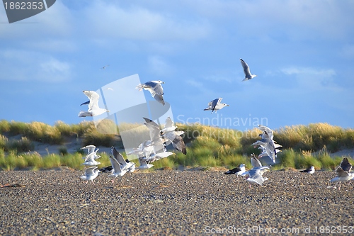 Image of seagulls 