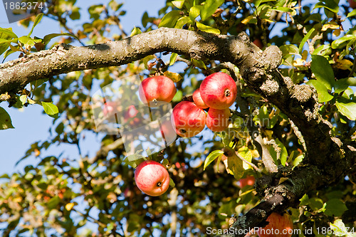 Image of Apples on a tree