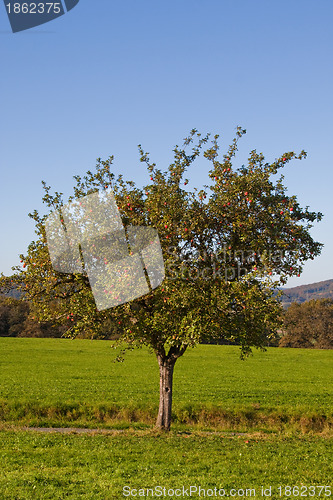 Image of Apple tree