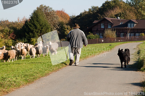 Image of Shepherd