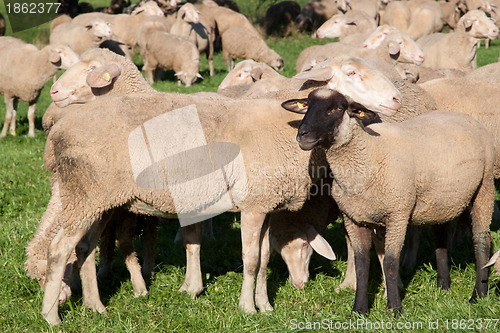 Image of Herd of sheep