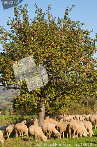 Image of Sheep by an apple tree