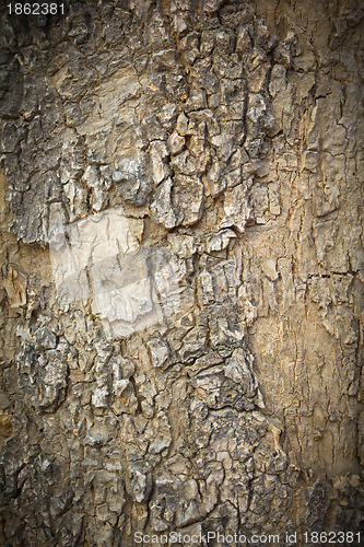 Image of Texture of Tree