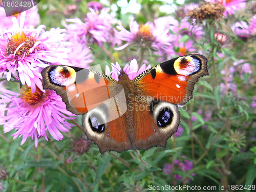 Image of The  graceful butterfly of peacock eye