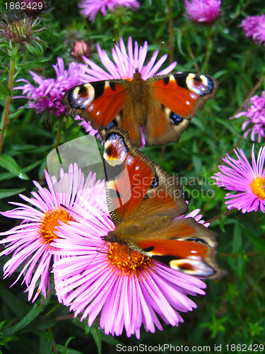 Image of The  graceful butterflies of peacock eye