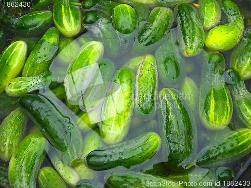 Image of Cucumbers prepare for preservation