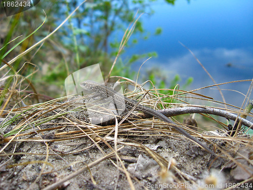 Image of The grey lizard near the river