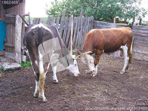 Image of The cow and the bull in a court yard
