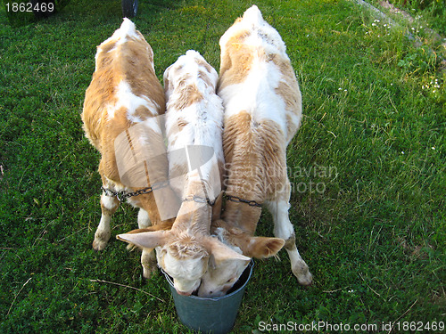 Image of Three calfs drinks water