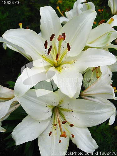 Image of beautiful white lilies