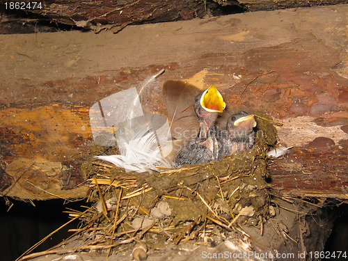 Image of Nest of a swallow with nestlings