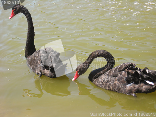 Image of Pair of black swans on the water