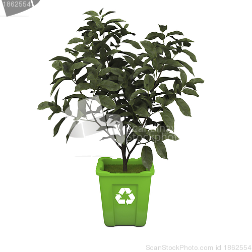 Image of Tea plant in recycle bin