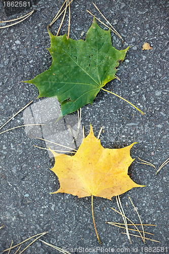 Image of green and yellow autumn leaves