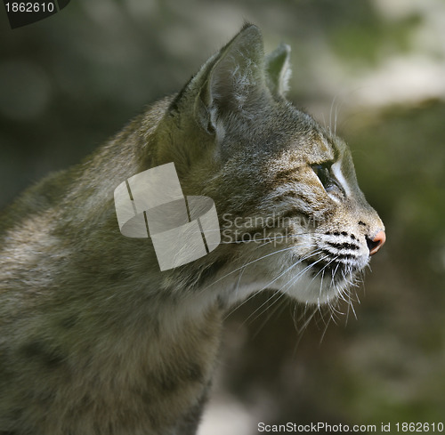 Image of Bobcat Portrait