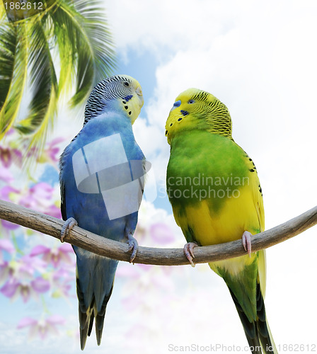 Image of Budgerigar Parrots