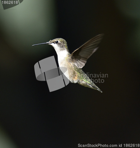 Image of Hummingbird