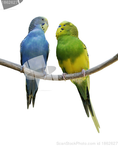 Image of Budgerigar Parrots