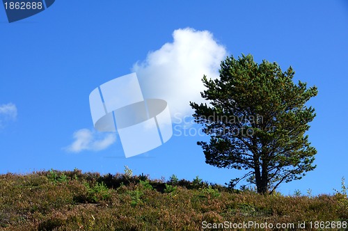 Image of Tree and the sky