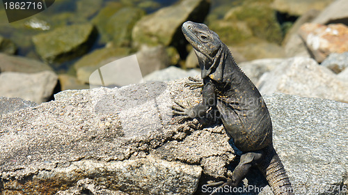 Image of Iguana