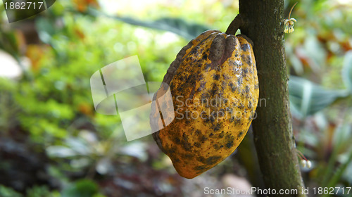 Image of Cacao Plant