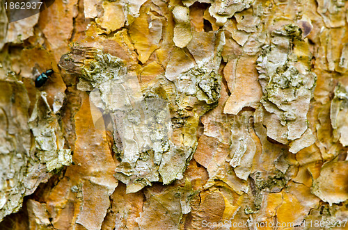 Image of Background of pine tree trunk bark surface texture 