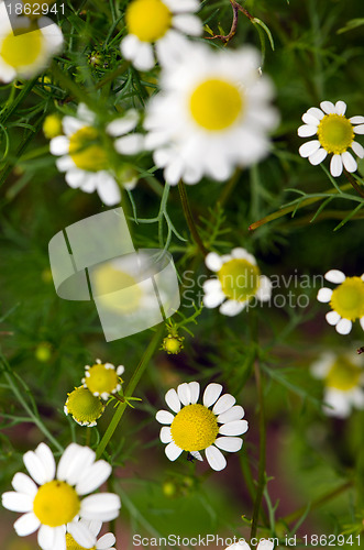 Image of Daisy flowers blooming herbs in summer closeup 