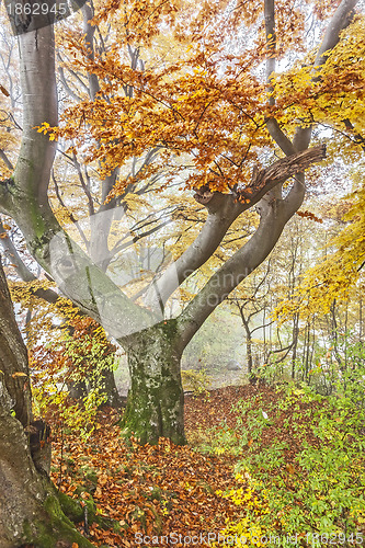 Image of autumn scenery