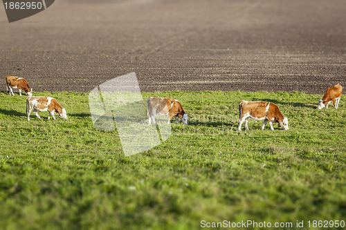 Image of cows