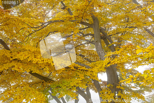 Image of autumn leaf