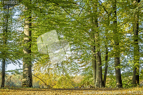 Image of autumn trees