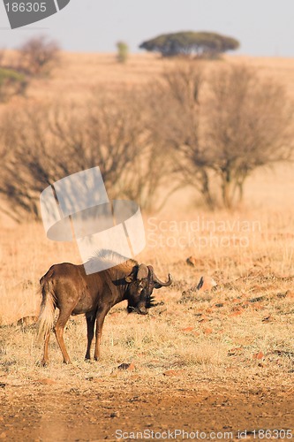 Image of Wildebeest #2