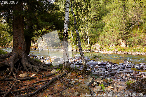 Image of Altai river Kumir