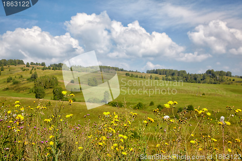 Image of Altai meadows