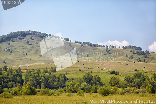 Image of Altai meadows