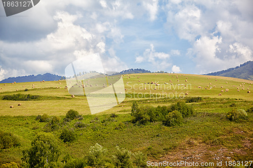 Image of Altai meadows