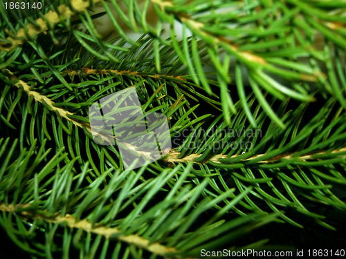 Image of Branches fir-tree