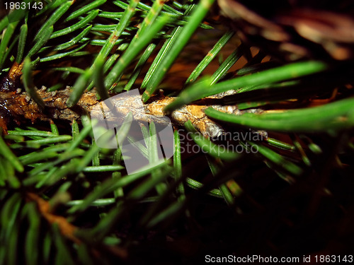 Image of Fir-tree trunk