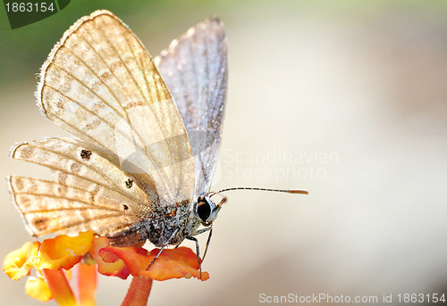 Image of A Brown Butterfly