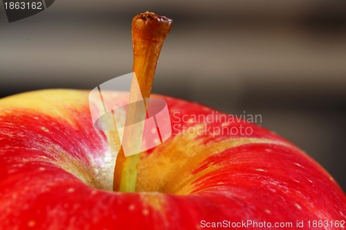 Image of Apple stem Coloseup