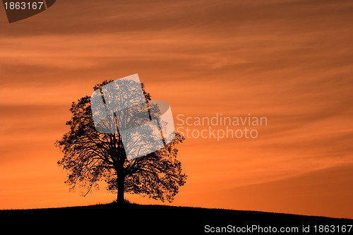 Image of Lonely tree
