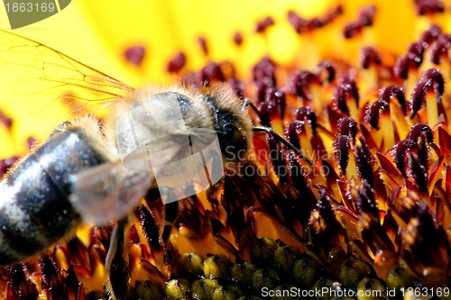 Image of Bee on Sunflower Closeup
