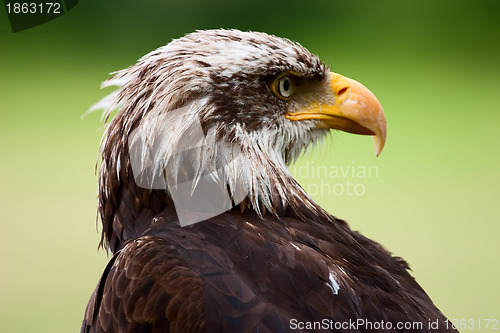 Image of Eagle