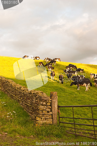 Image of In Yorkshire Dales